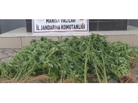 Manisa’da jandarmadan kenevir operasyonu