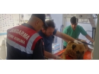 Tokat'ta yaralı köpek tedavi altına alındı