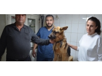 2,5 aydır kayıp köpeği mikroçip sayesinde buldular