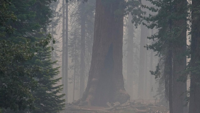 California'daki yangında dev sekoya ağaçları kurtarılmaya çalışılıyor