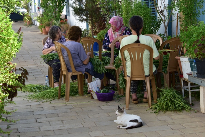 Molehiya ayıklamak yaz aylarının vazgeçilmezi