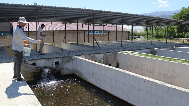 Erzincan'da alabalık üretimi yaygınlaşıyor