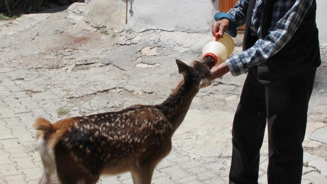 Köpeklerin saldırdığı yaralı geyik yavrusu tedavi edildi