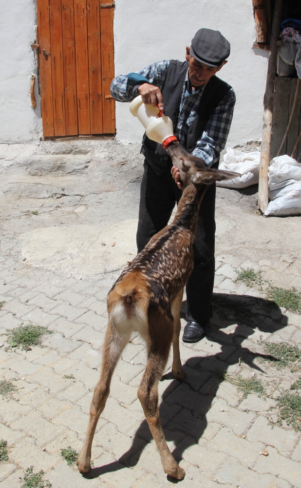 Köpeklerin saldırdığı yaralı geyik yavrusu tedavi edildi