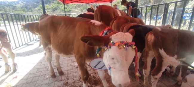 Yozgat’ta koç ve buzağı güzellik yarışması yapıldı