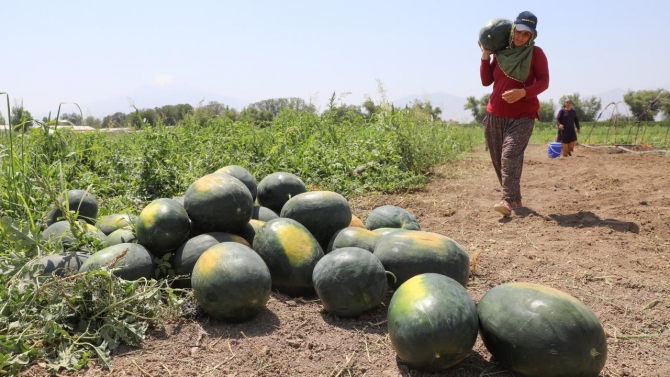 Iğdır karpuzunda rekolte beklentisi 25 bin tonun üzerinde