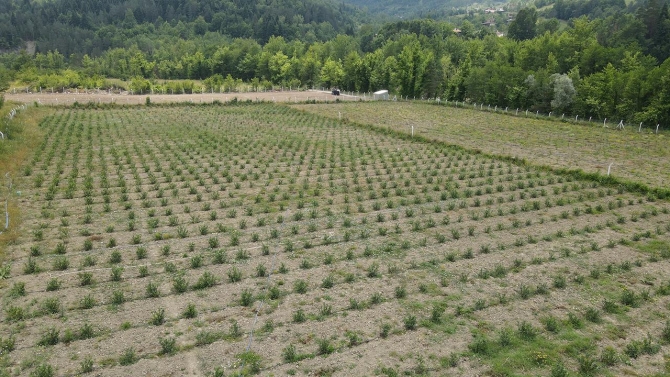 Kastamonu'da yarım asırdır boş kalan araziler aronya ile yeşerdi