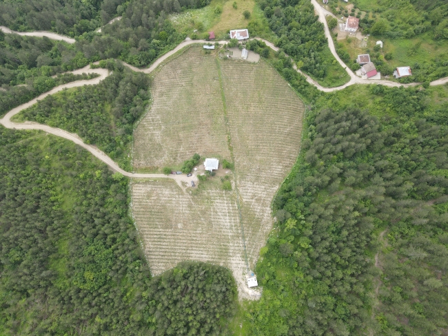 Kastamonu'da yarım asırdır boş kalan araziler aronya ile yeşerdi