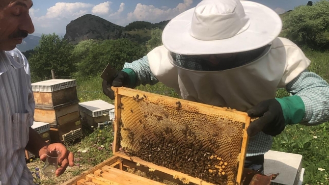 Artvin'de yavru arı bereketi