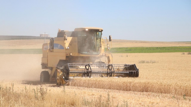 Niğde'de buğdayda yaklaşık yüzde 20 verim artışı bekleniyor