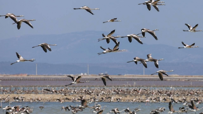 İki aylık flamingolar "kreşte" uçmayı öğreniyor