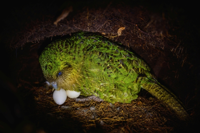 Nesli tükenmekte olan Kakapo papağanı için umut veren gelişme