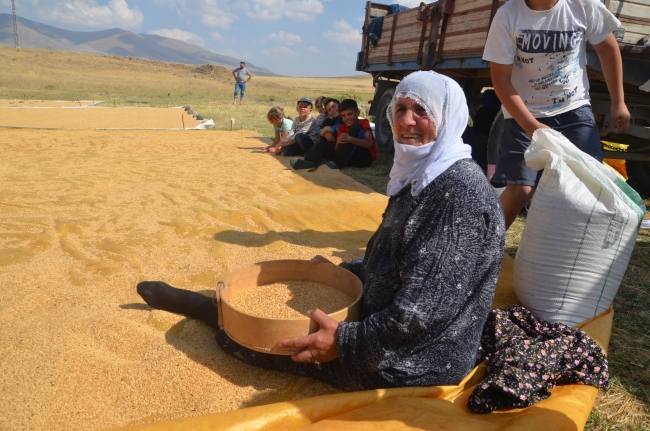 Muş'ta köylüler hasat ettikleri buğdayı derelerde yıkıyor