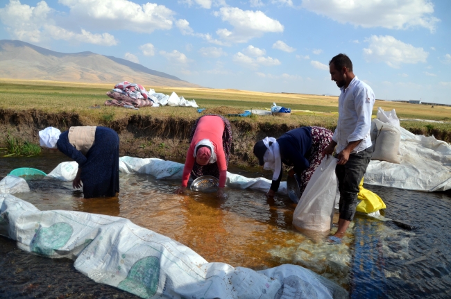 Muş'ta köylüler hasat ettikleri buğdayı derelerde yıkıyor