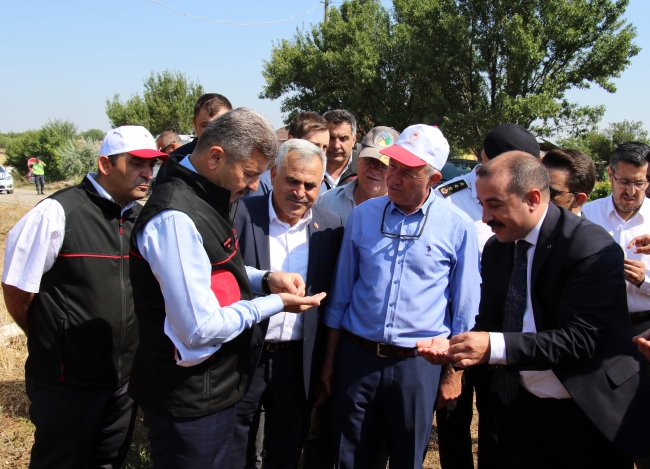 Uşak, çörek otunda 3500 ton rekolte bekliyor