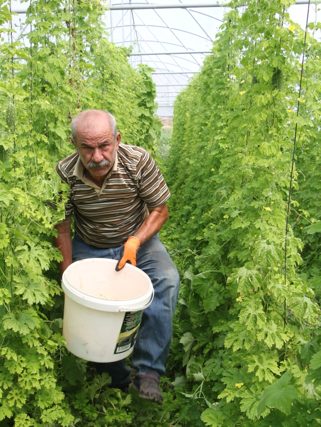 İki tohumla başladığı kudret narı üretiminde sera kurdu