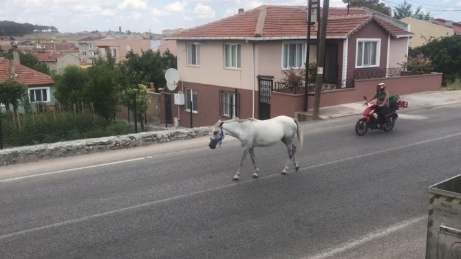 Kırklareli’nde başıboş atlar trafiği tehlikeye sokuyor