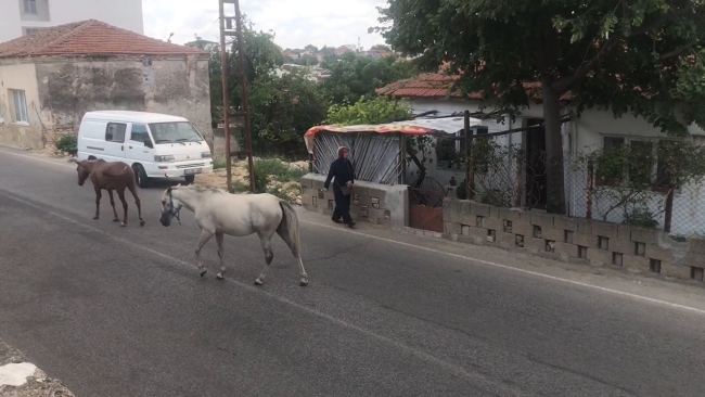 Kırklareli’nde başıboş atlar trafiği tehlikeye sokuyor