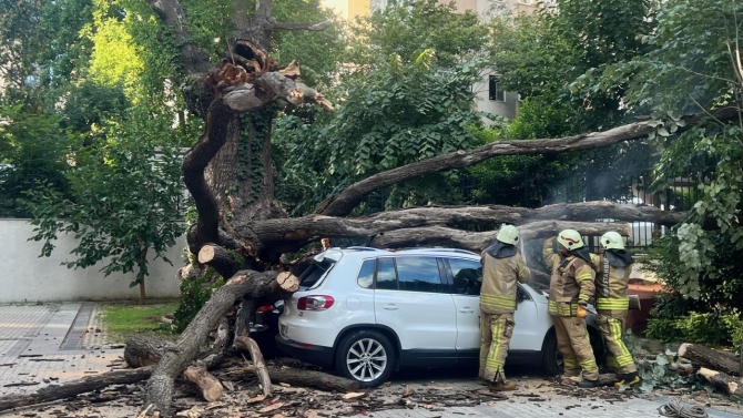 Çınar ağacı araçların üzerine devrildi: 5 araç hasar gördü