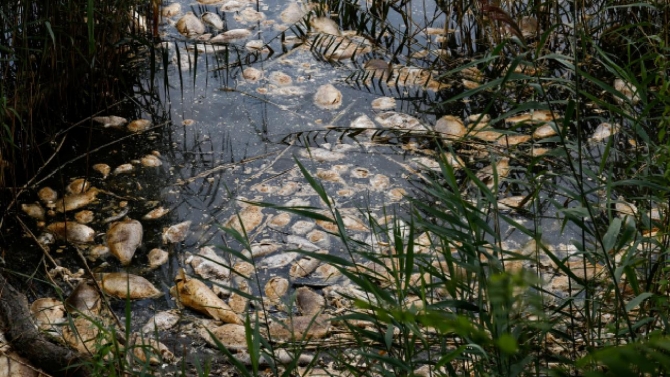 Oder Nehri'nde büyük çapta su yosunu yayıldı