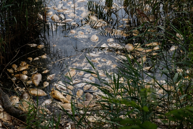 Polonya'da Oder Nehri'nde ekolojik felaket için "yas yürüyüşleri" düzenlendi