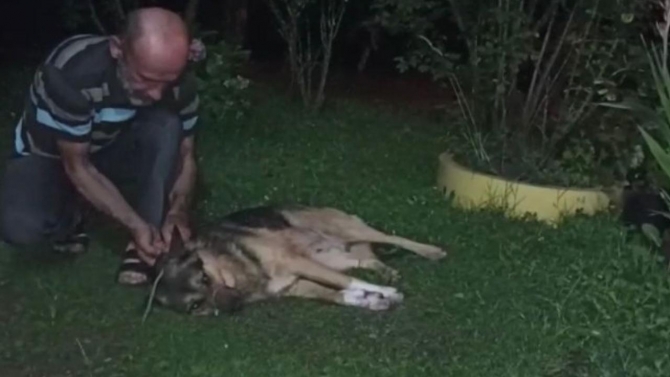 Düzce'de av tüfeğiyle vurulan köpek tedavi altına alındı