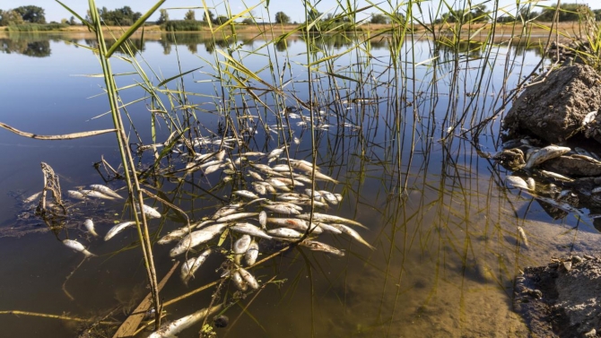 Almanya: Oder Nehri'nden en az 300 ton ölü balık çıkarıldı