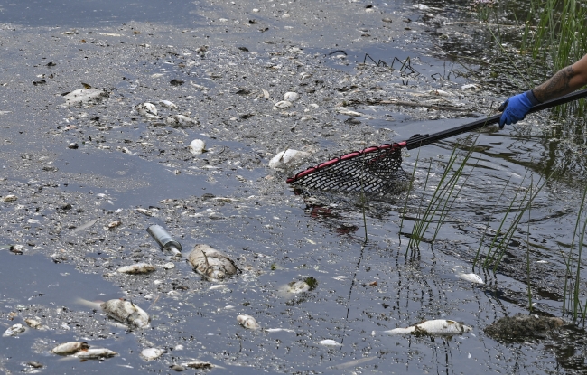 Almanya: Oder Nehri'nden en az 300 ton ölü balık çıkarıldı