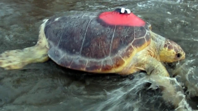 Caretta caretta "Lara" bir ayda 500 kilometre yol gitti