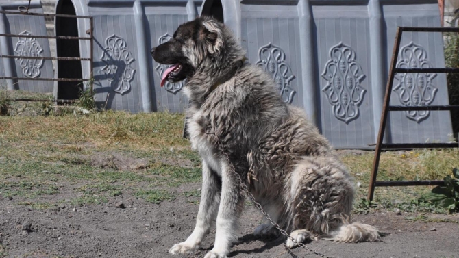 Kars çoban köpeği ırkının saflaştırılması için çalışma başlatıldı