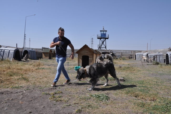 Kars çoban köpeği ırkının saflaştırılması için çalışma başlatıldı