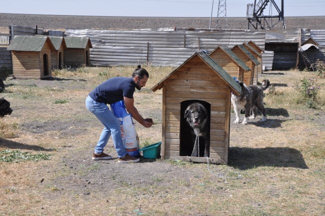 Kars çoban köpeği ırkının saflaştırılması için çalışma başlatıldı