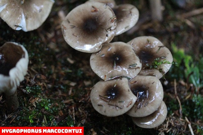 Doğu Karadeniz'de 20 yeni mantar türü keşfedildi