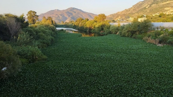 İstilacı su sümbülleri Asi Nehri'nin bazı bölümlerini kapladı