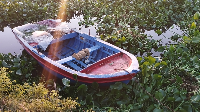 İstilacı su sümbülleri Asi Nehri'nin bazı bölümlerini kapladı