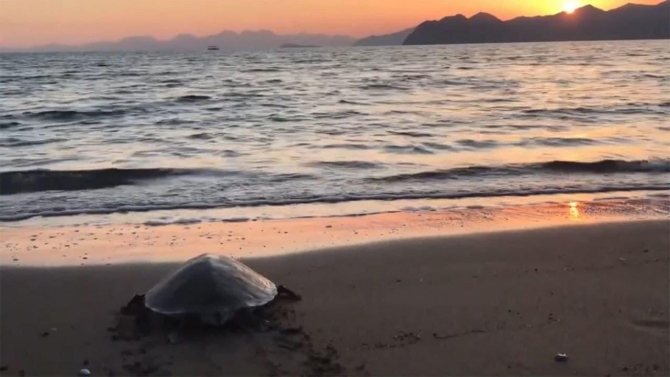 Uydu takibinde izlenen "Caretta Caretta Tuba" 17 bin kilometre yol gitti