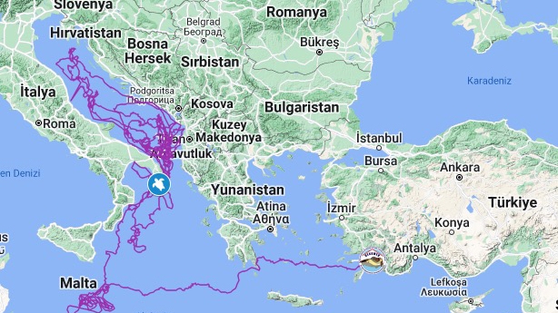 Uydu takibinde izlenen "Caretta Caretta Tuba" 17 bin kilometre yol gitti