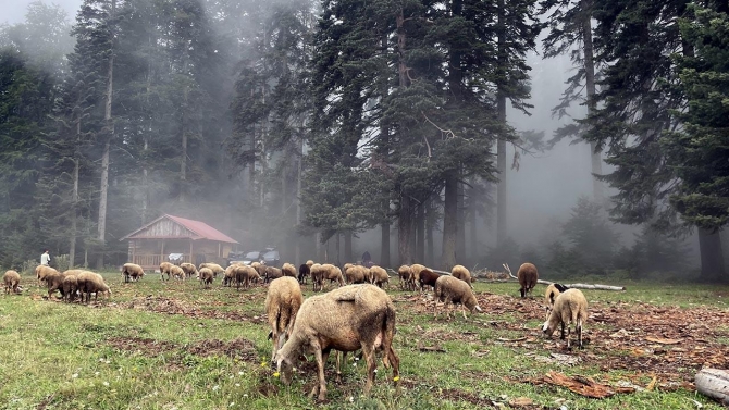 Düzce ve Bolu yaylaları ziyaretçilerini bekliyor