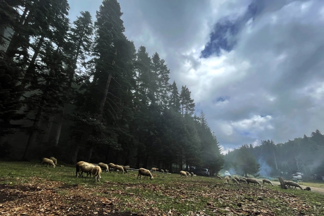 Düzce ve Bolu yaylaları ziyaretçilerini bekliyor