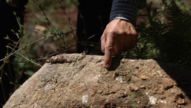 Doğa tarihine ışık tutan fosiller her yerde