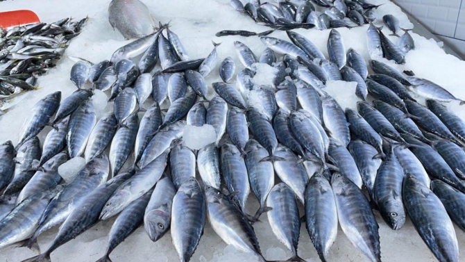 Karadeniz'de balıkçılar umduğunu bulamadı