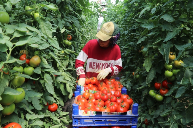 Burdur'un yayla domatesi, birçok ülkeye ihraç ediliyor