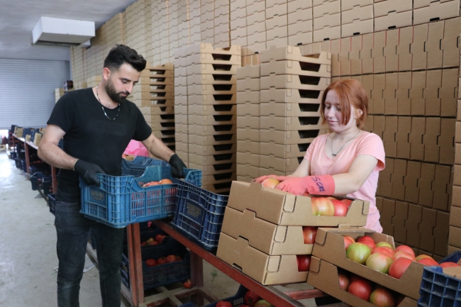 Burdur'un yayla domatesi, birçok ülkeye ihraç ediliyor