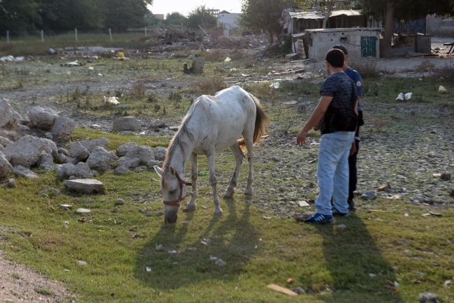 Seyyar satıcılık yaptığı atı yumrukladı, gözaltına alındı