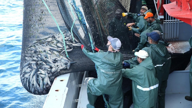 Palamut bollaştıkça tezgahtaki fiyat düşüyor