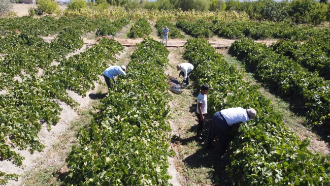 Erzincan'da cimin üzümü hasadına başlandı