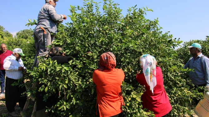 Mersin'de erkenci limonun hasadı başladı