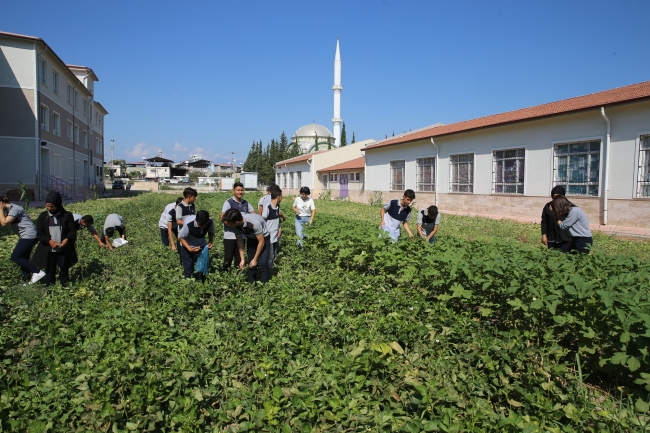 Hatay'da öğrencilerin okul bahçesinde yetiştirdiği sebzeler mahallelinin sofrasında