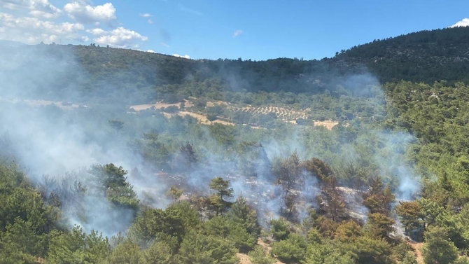 İzmir'de orman yangını: Müdahale başladı