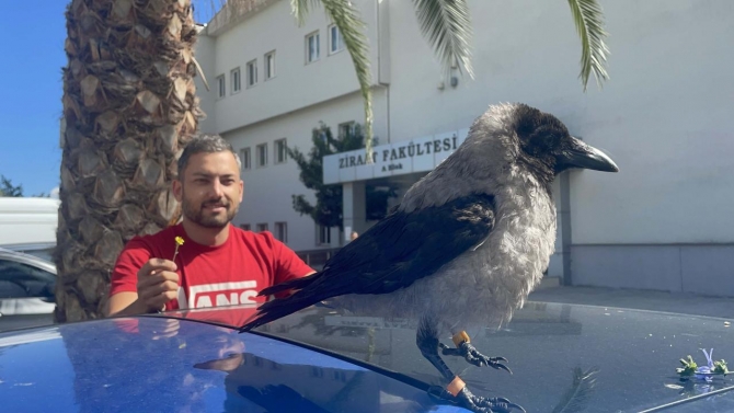 Vefalı 'Kırık Kanat' iyileştikten sonra üniversiteyi terk etmedi